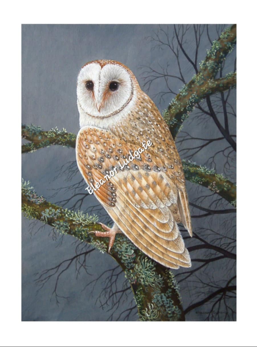 Barn Owl signed print