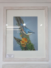 Load image into Gallery viewer, Nuthatch signed Framed print
