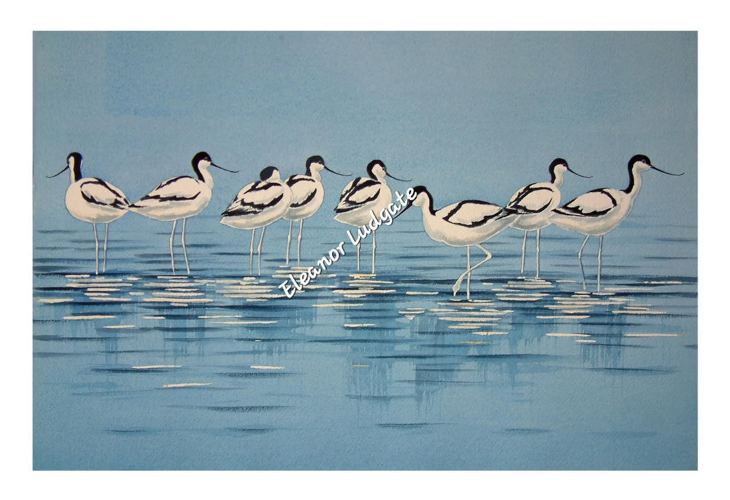 Avocets Limited signed print