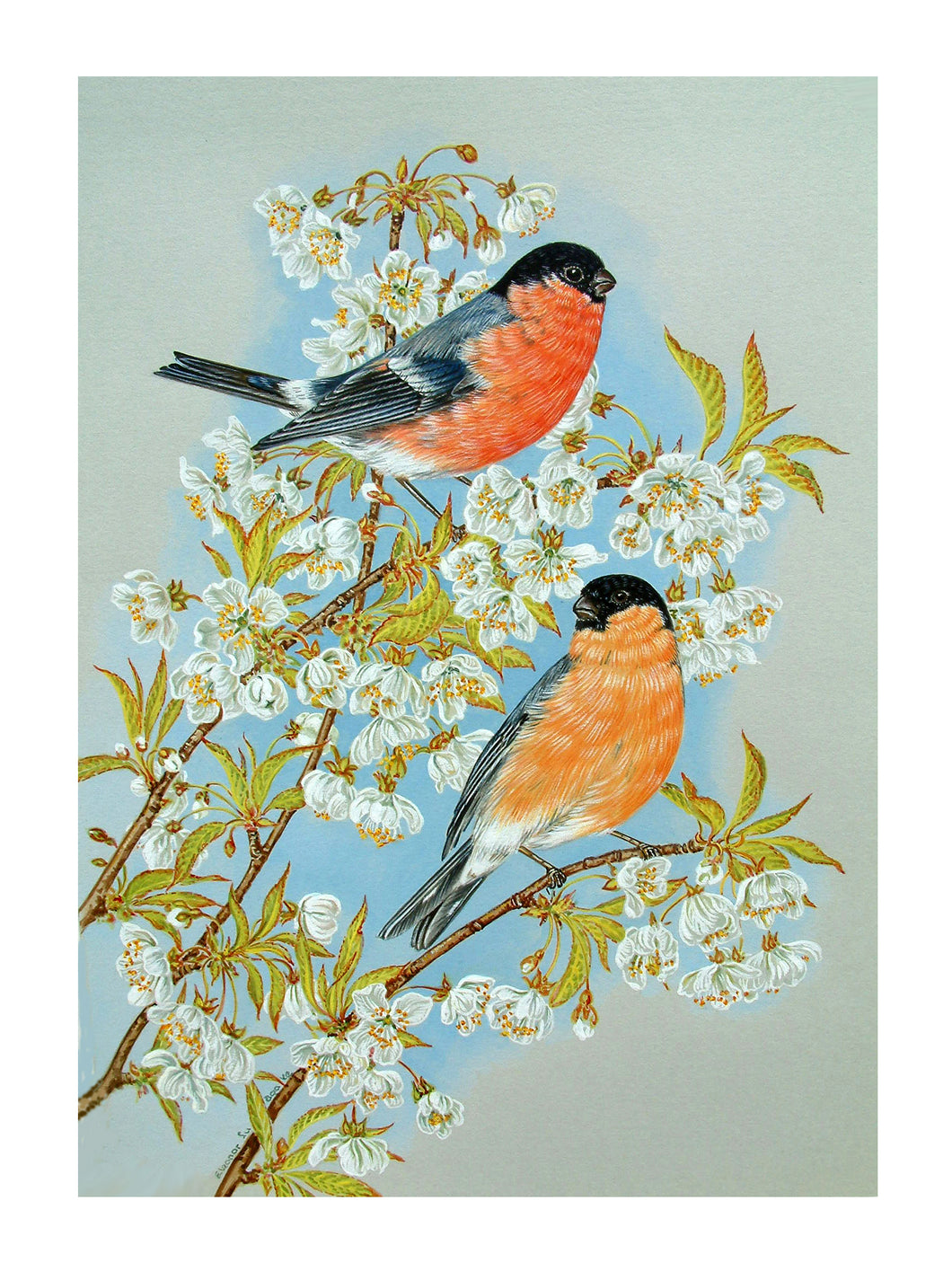 Bullfinches on Cherry blossom print