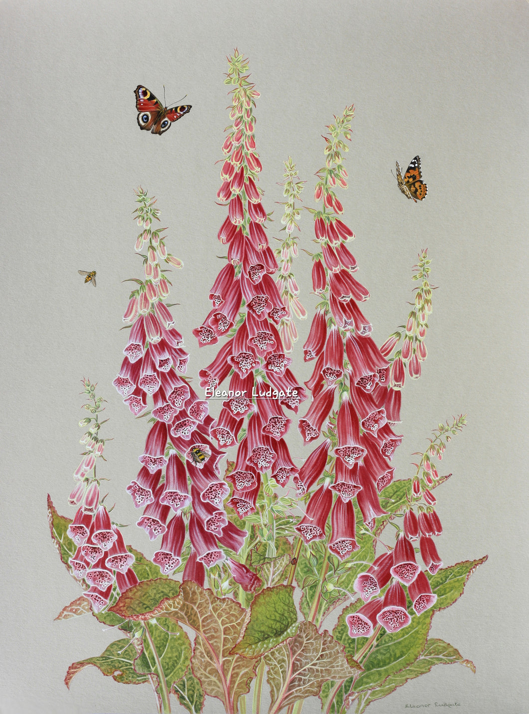 Foxgloves and Butterflies limited framed print