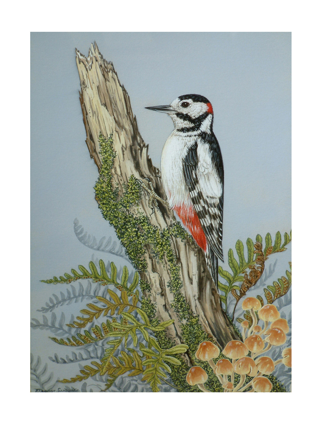 Great spotted Woodpecker Signed Print