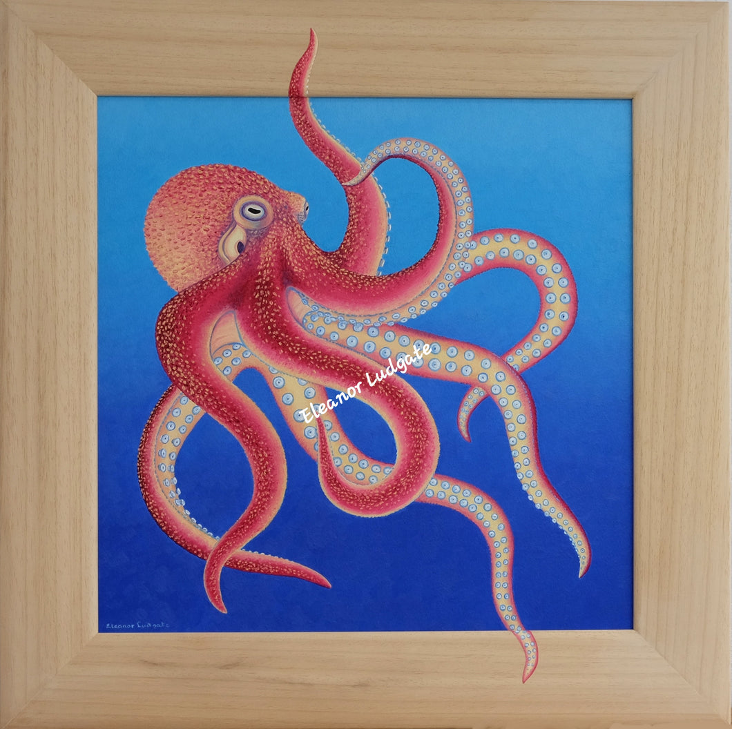 Pink Octopus Original Oil Painting By Eleanor Ludgate.