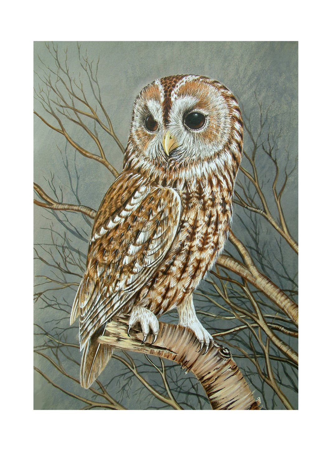 Tawny Owl signed print