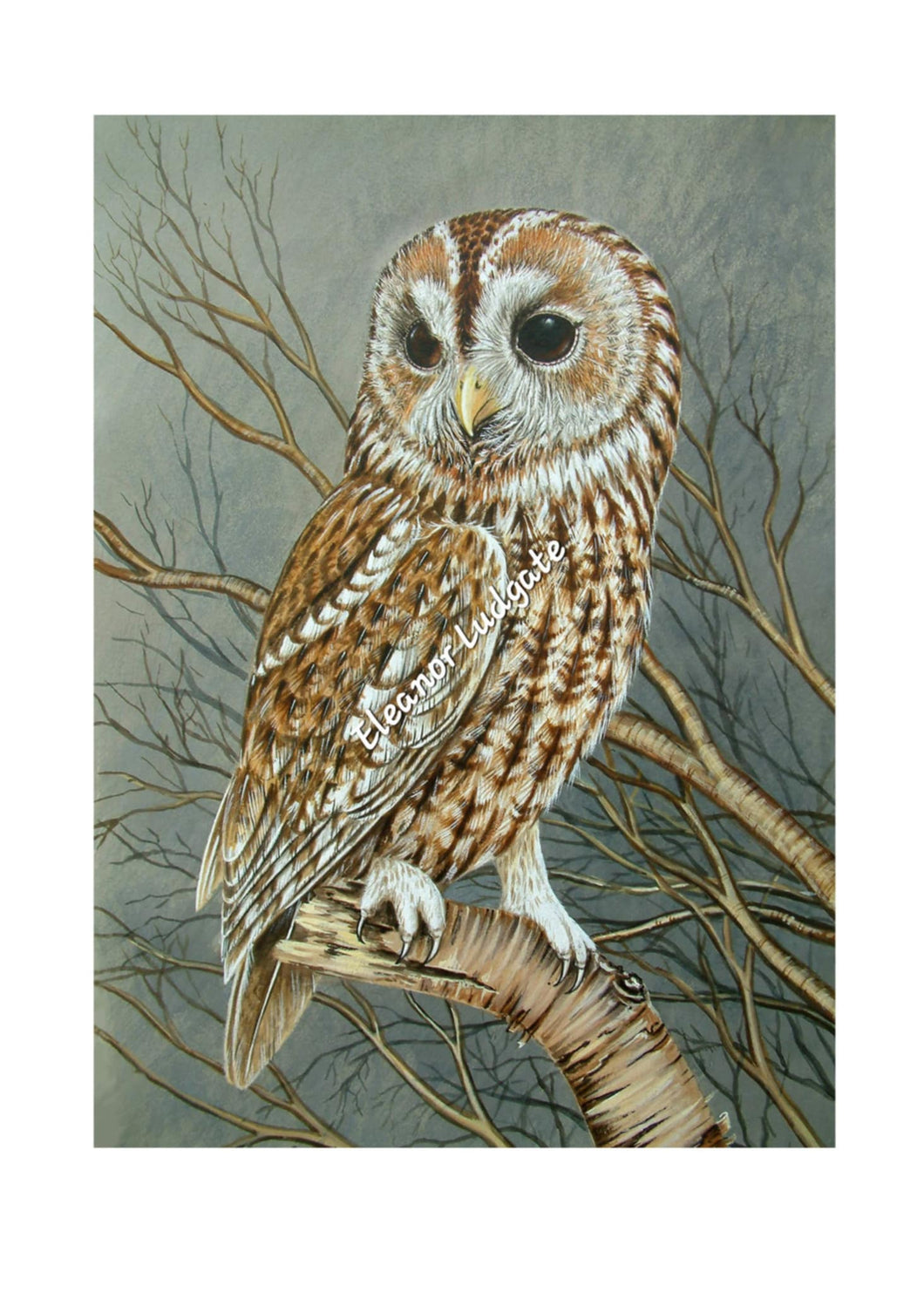 Tawny Owl signed print