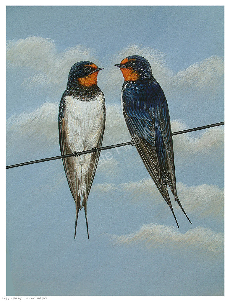 Swallows framed print