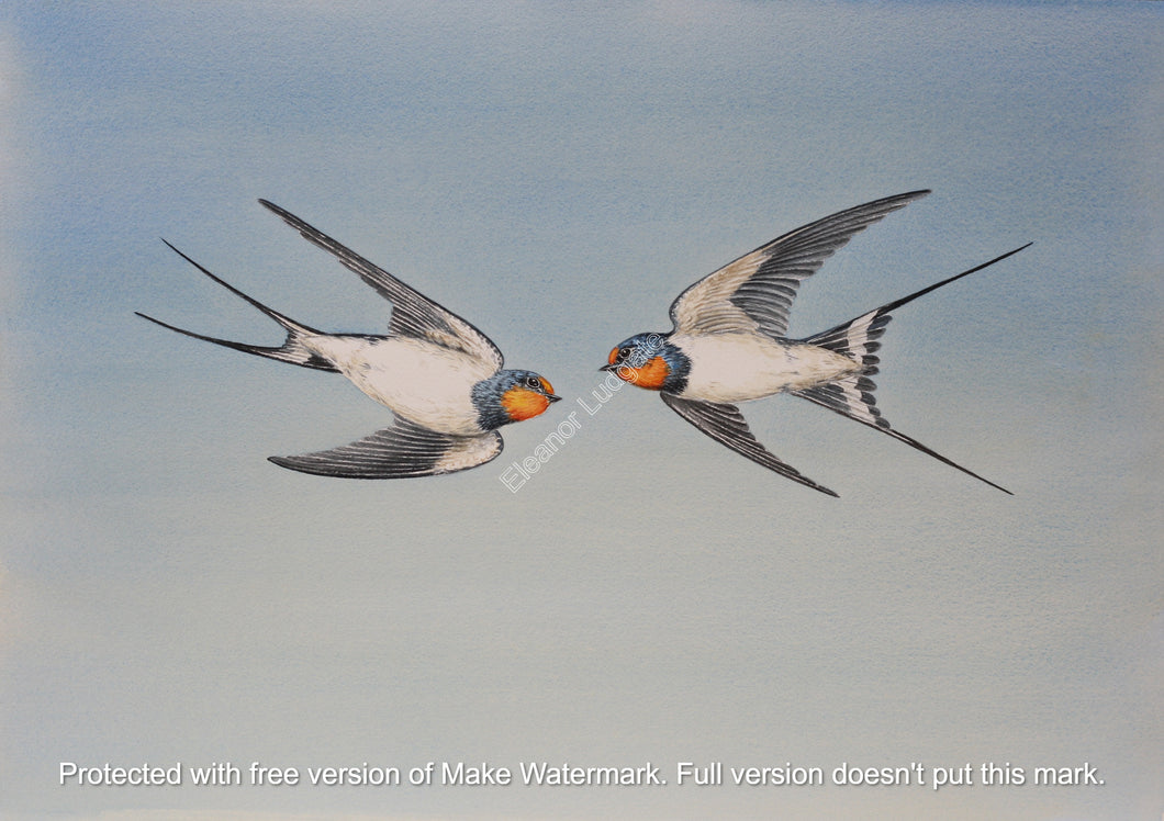 A pair of swallows framed print