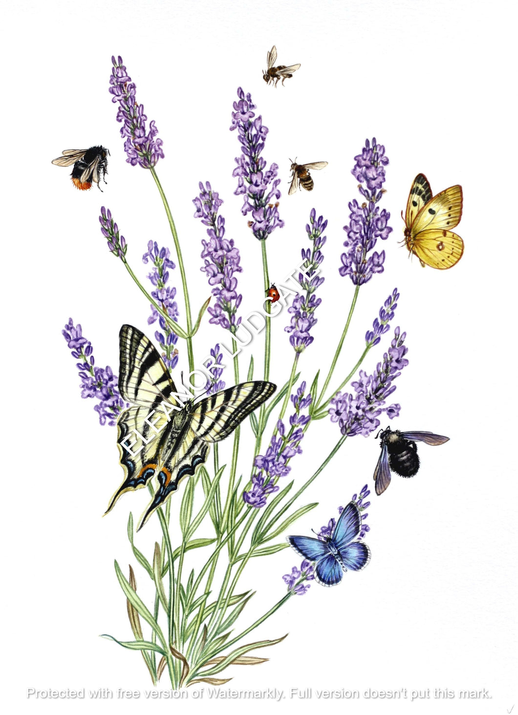 Butterflies and lavender framed limited print