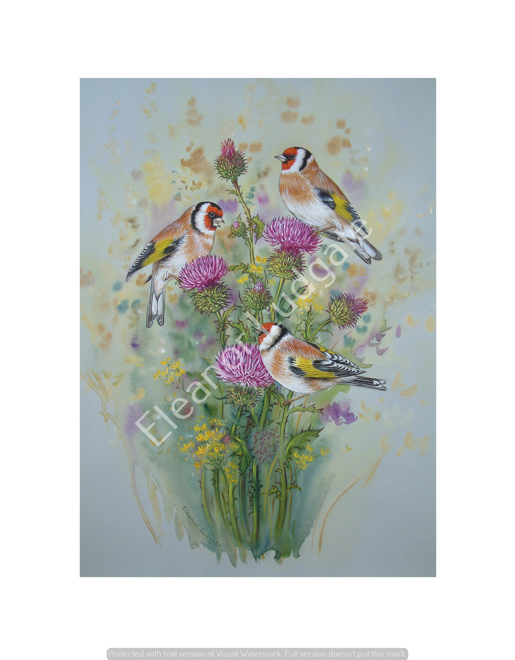 Goldfinches on thistles signed Framed print