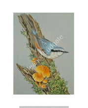 Load image into Gallery viewer, Nuthatch signed Framed print
