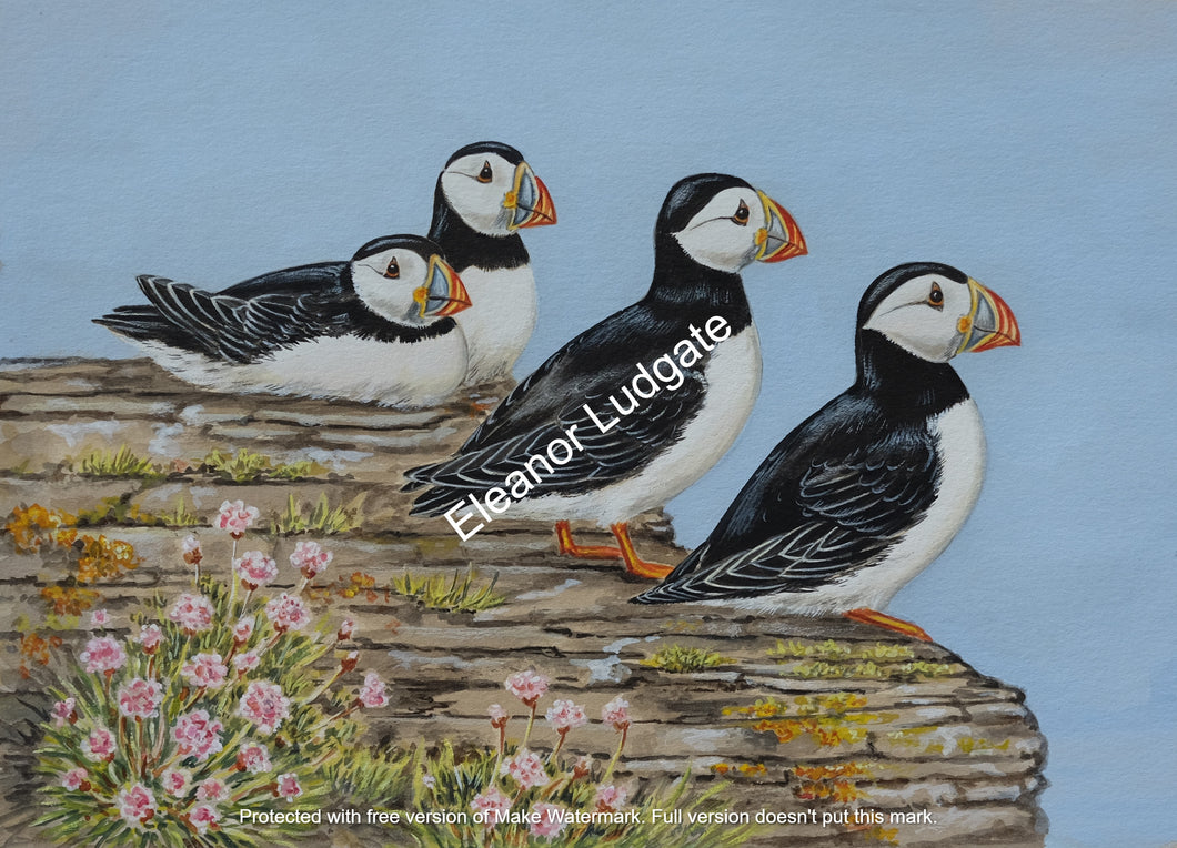 Puffins Original Framed Painting