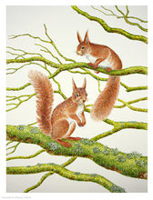 Load image into Gallery viewer, Red Squirrels signed limited framed print
