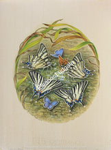 Load image into Gallery viewer, Scarce swallowtail and more Original Framed Painting
