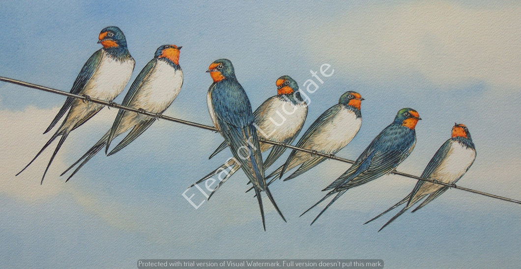 Swallows Signed Print