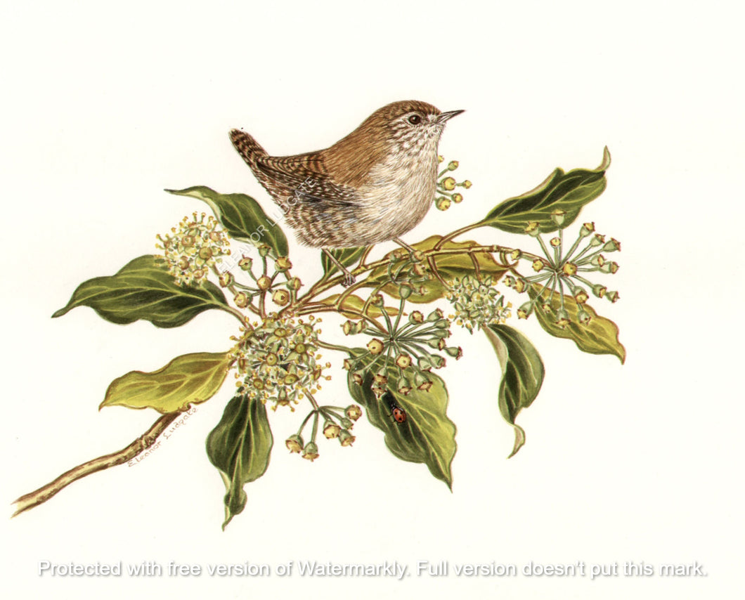 Wren on ivy signed framed print